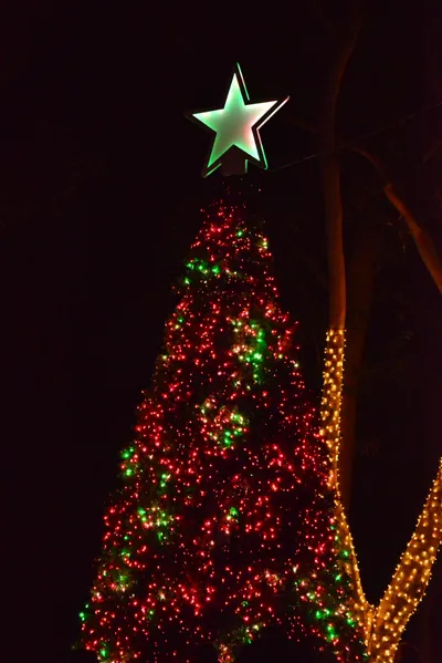 DSC_6985 (Large).JPG